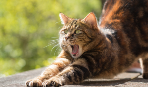 Vida Saludable Para Tu Felino