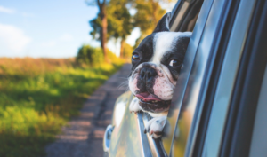 Tips Para Viajar Con Tu Amigo Perruno