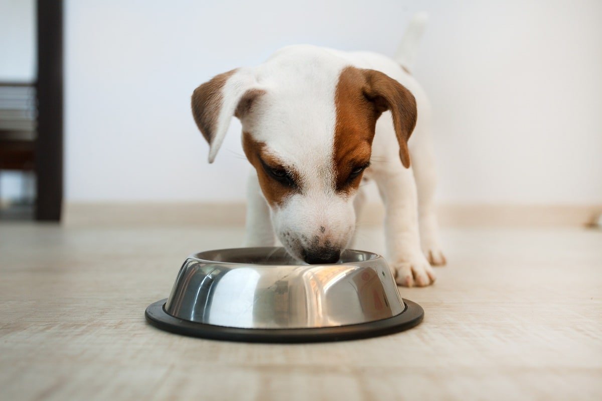 HILLS CANINO PERRO CACHORRO RAZA PEQUEÑA 1 cachorro comiendo en un comedero de aluminio