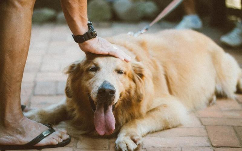 HILLS PERRO ADULTO PESO PERFECTO 1 cuidados del golden retriever