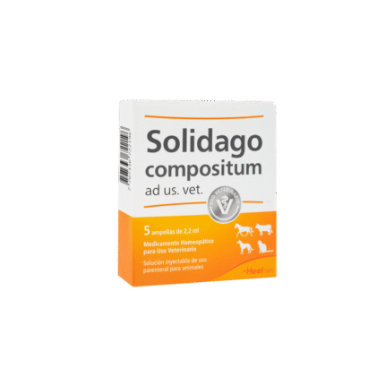 SOLIDAGO AMPOLLETA 1 UND