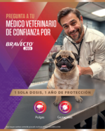 Bravecto 365 antipulgas y antigarrapatas