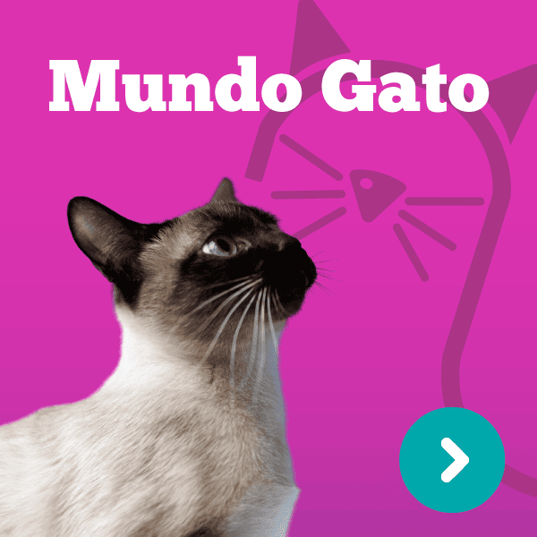 Banner Web Gato 600x600 1