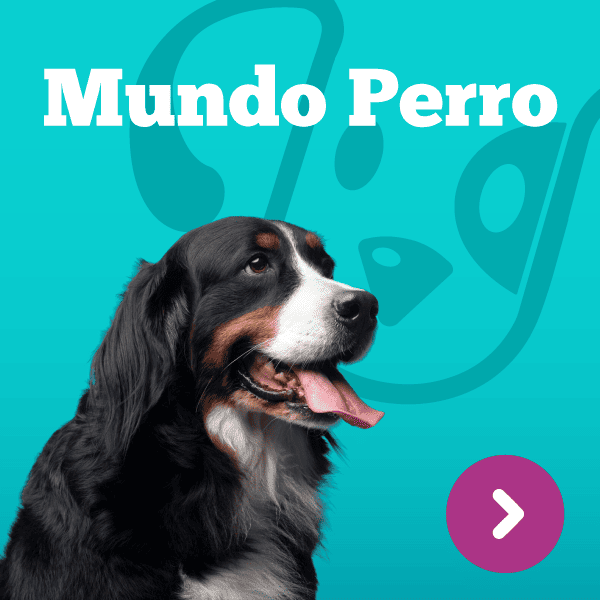 Banner Web Perro 600x600 1