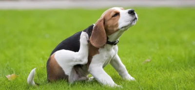 Perro rascandose petgold