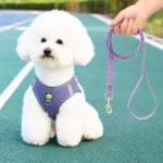 Pechera con traílla sencilla para perro Calabaza Pets color morado
