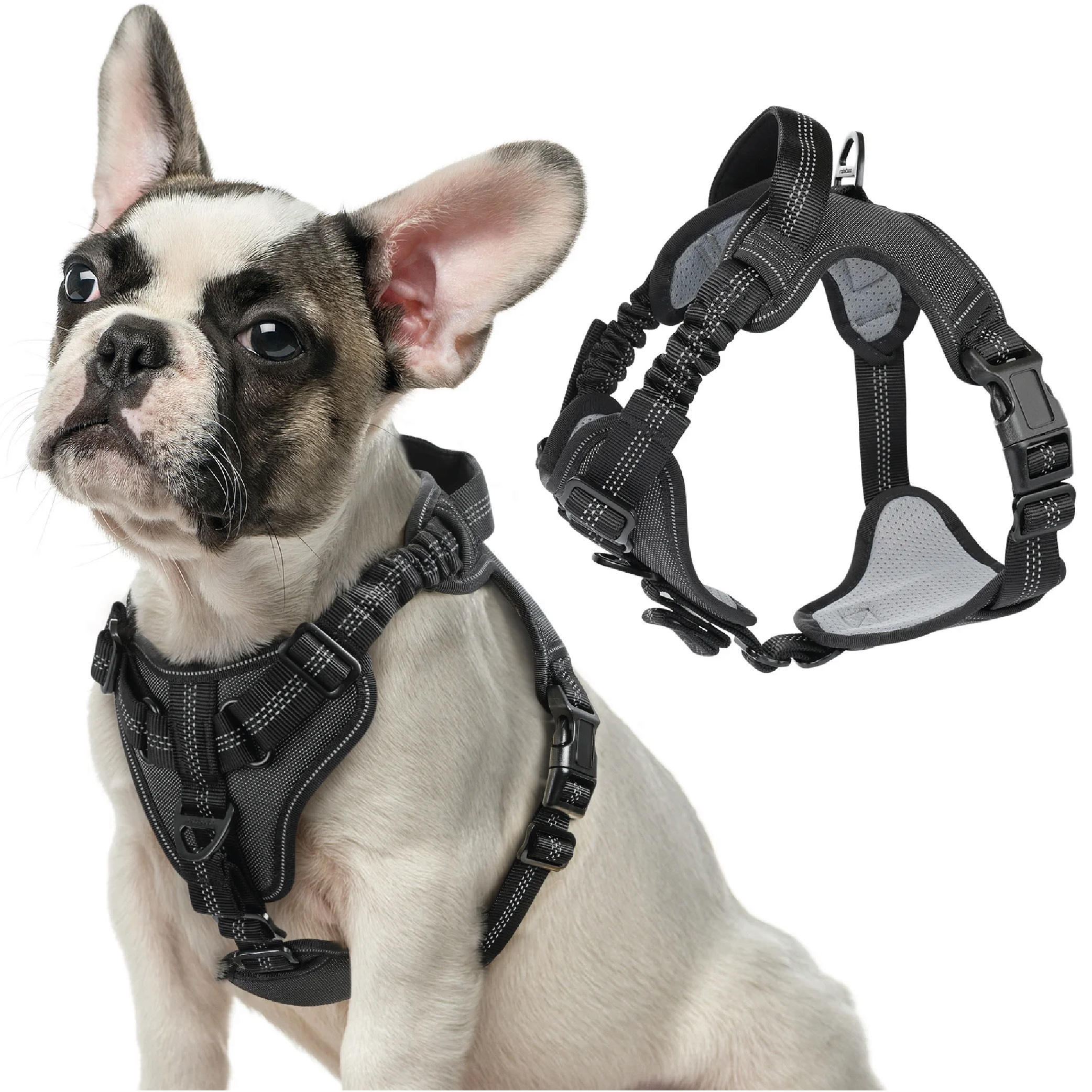 para perro Calabaza pets